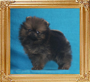 Canton_Rafffaella_Moon_1.1lbs_1mo_3wk_P6-5_0545.jpg
