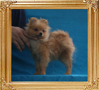Canton_Red_Moon_P6-6_2.75lbs_6mo_1915.jpg