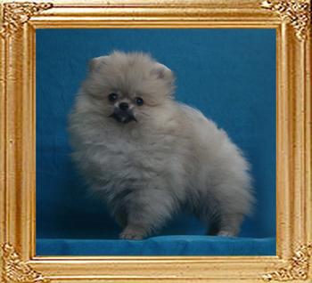 Canton_Regina_Starr_1.65lbs_2mo_1wk_2778.jpg