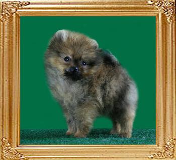 Canton_Rex_Harrison_2mo_1.1_lbs.jpg