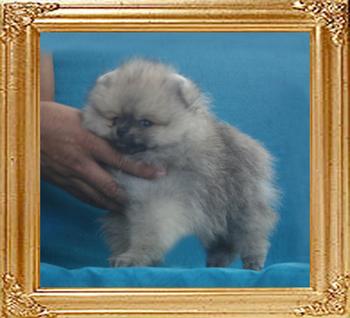 Canton_Ringo_Starr_1.54lbs_2mo_1wk_2342.jpg