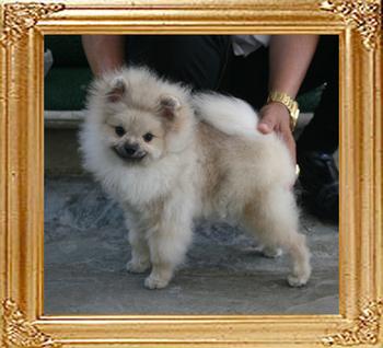 Canton_Ringo_Starr_42lbs_6mo_8012_A_Final.jpg
