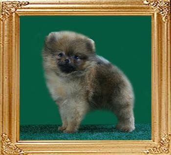 Canton_Rita_Hayworth_2mo_1.1_lbs.jpg