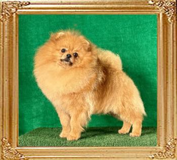 Canton_Robin_Duke_2_yrs_2_mos_0822.jpg