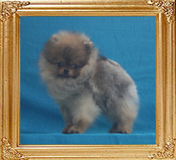 Canton_Roger_Wood_4mon_1.54lbs_P6-6_4251.jpg