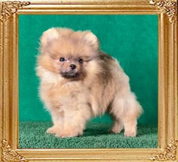 Canton_Roly_Poly_3_mo.jpg