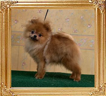 Canton_Ross_Harvey_7mos_3.3lbs_2576.jpg