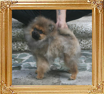 Canton_Royal_Starr_4mon_3wk_3.19lbs_9521.jpg