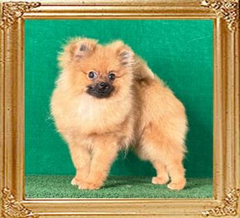 Canton_Rum_Raisin_6mo_1_wk_4.4_lbs.jpeg