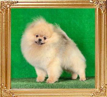 Canton_Ryan_Duke_2yrs_2mos_3239.jpg
