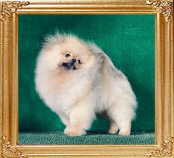 Canton_Ryan_Duke_2yrs_3wks_2766.jpg