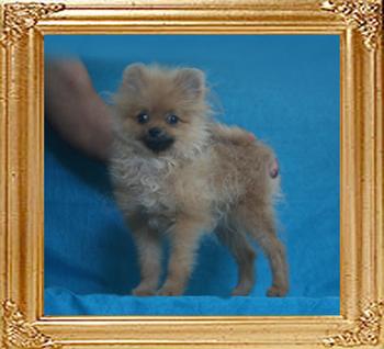 Canton_Safari_Prince_2.75lbs_2wk_P6-6_3135.jpg
