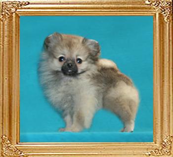 Canton_Safron_3mo_1.1lbs.jpg