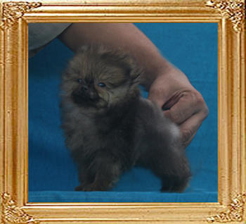 Canton_Sagitiarius_0.8lbs_2mo_1wk_P6-4_0087.jpg