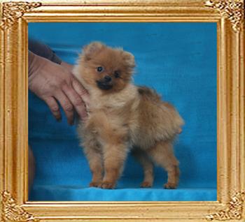 Canton_Sally_Girl_5mo_3lbs_P6-6_8846_.jpg