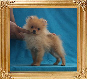 Canton_Shelah_Shelly_3mo_3wk_P6-6_5460_A.jpg