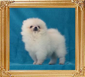 Canton_Silk_Fashion1lbs_2mo_2wk.jpg