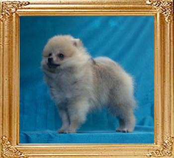 Canton_Silver_Mink_2lbs_2mo_2wk.jpg