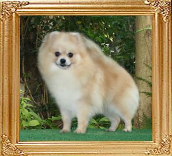 Canton_Silver_Mink_47029.jpg