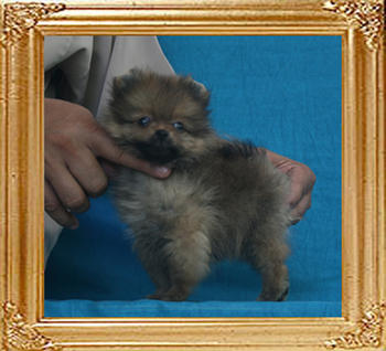 Canton_Sophia_Chan_1.1lbs_2mo_P6-6_0448.jpg