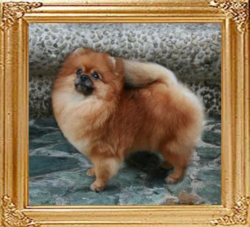 Canton_Star_Royal_6.6lbs_2yr_7mo_49514.jpg