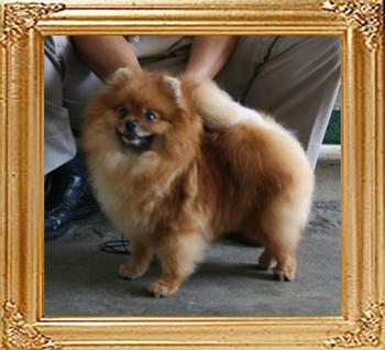 Canton_Star_Royale_2.85lbs_4yr_2mo___9138.jpg