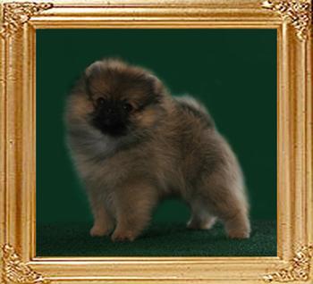 Canton_Star_Royale_2mo_1week.jpg
