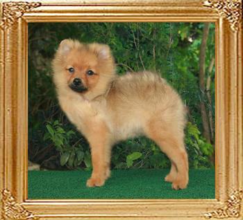 4 ½ months Canton_Stardust_4_n_half_mo_M.jpg