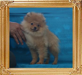 Canton_Strawberry_Candy_3.3lbs_4mo_P6-6_1429.jpg