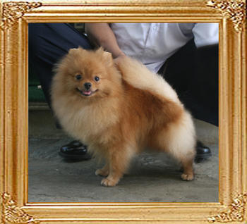 Canton_Strawberry_Candy_616lbs_1yr_7mo_1790.jpg