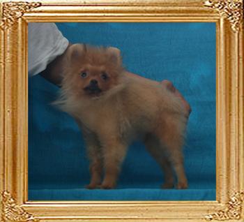Canton_Strawberry_Sweet_198lbs_4mo_P6-6_1395_.jpg