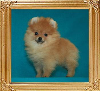 Canton_Sunrise_Breeze_2mo_wk_1.1lbs_47264.jpg