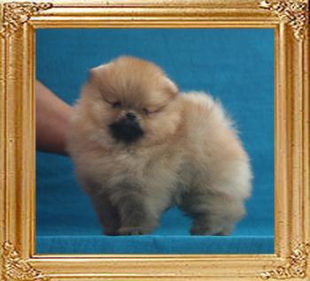 Canton_Sunrise_Charm_1.32lbs_1mo_3wk_7288.jpg