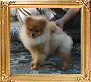 Canton_Sunrise_Debonaire_3.08lbs_5mo_2wk_P6-6_3200.jpg