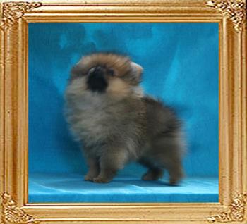 1.1lbs at 2 months minus 5days Canton_Sunrise_Diana_2mos_minus_5days_1.1lb_framed.jpg