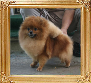 Canton_Sunrise_Diana_5.83lbs_4yr_4mo_9840.jpg