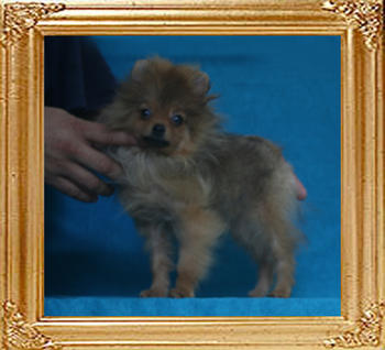 Canton_Sunrise_Kashimira_P6-4_2.2lbs_4mo_2645.jpg
