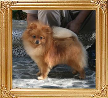 Canton_Sunrise_Rosealita_2.5lbs_1yr_8819.jpg