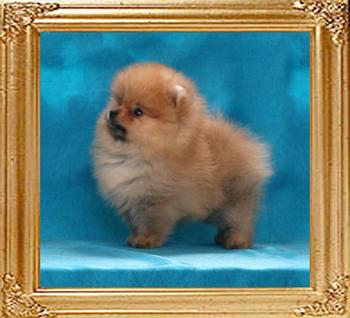 0.9lb at 2 months minus 5days Canton_Sunrise_Venus_2mos_minus_5_days_.9lb_framed.jpg