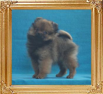 Canton_Sweet_As_Honey_2mo_2wk_2lbs_2544.jpg