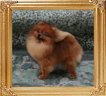 5lbs at 7months 1year Canton_Sweet_Charity_5lbs_1yr_7mo_47075.jpg