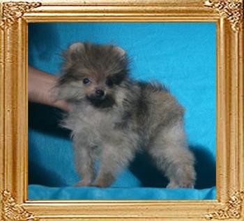 Canton_Swiss_Franc_1.76lbs_2mo_2wk_P6-6_0389.jpg
