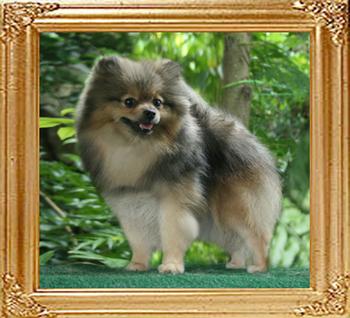 Canton_Sylvia_1yr_3mo_5lbs_2nd.jpg