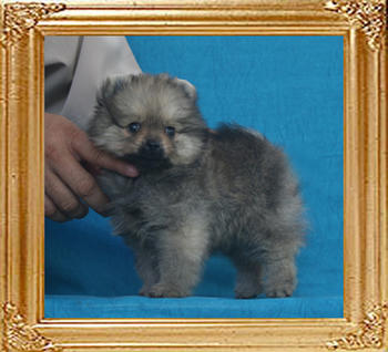 Canton_Sylvia_Khan_1.43lbs_1mo_3wk_P6-6_0611.jpg