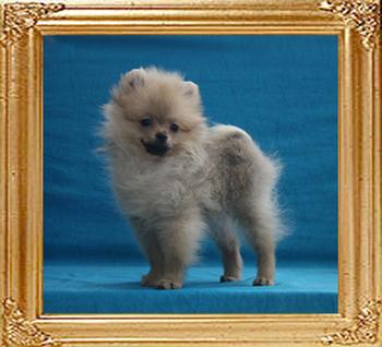 2lbs at 3months Canton_Tamara_Cane_3mo_2lbs_50530.jpg