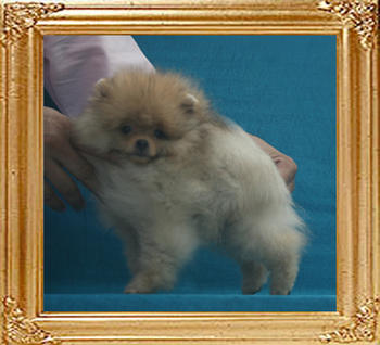 Canton_Tequila_Dreamaker_2.2lbs_3mo_P6-6_7536.jpg