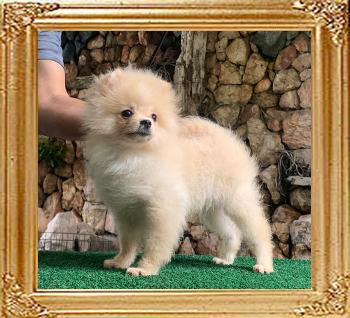 Canton_The_Undefeated_5mos_2554_1.jpg