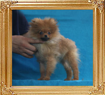 Canton_Thelma_Twister_P6-6_2.64lbs_4mo_2wk_2202.jpg