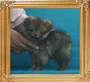 Canton_Theodor_Dreamaker_1.32lbs_3mo_3wk_P6-6_7128_DIED.jpg