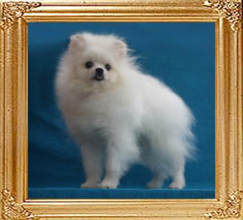 Canton_Tiffy_Tifton_Tiger_3.3lbs_5mo_1wk_7620.jpg
